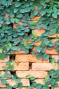 Red blickwall pattern covered by creeper plant