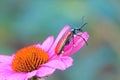 Red blister beetle Royalty Free Stock Photo