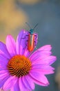 Red blister beetle Royalty Free Stock Photo