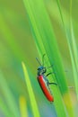 Red blister beetle Royalty Free Stock Photo