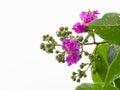 Low angle shot, purple Thai crape myrtle flowe(flowers are blooming and not yet blooming), white background Copy spac