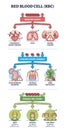 Red blood cell count with low and high and normal levels outline diagram