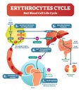 Red blood cell - erythrocytes life cycle and circulation scheme in human body vector illustration. Biological anatomy diagram. Royalty Free Stock Photo