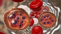 Red blood cell infected with malaria parasite