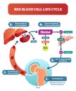 Red blood cell life cycle medical vector illustration diagram with biological anatomy scheme.