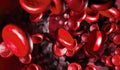 Red blood cells in an artery, flow inside body, medical human health-care background. Blood view under a microscope. Macro