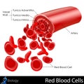 Red Blood Cells Royalty Free Stock Photo