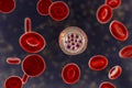 Red blood cells infected with malaria parasite Plasmodium vivax