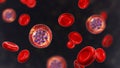 Red blood cells infected with malaria parasite Plasmodium vivax