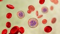 Red blood cells infected with malaria parasite Plasmodium vivax