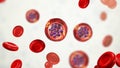 Red blood cells infected with malaria parasite Plasmodium vivax