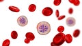 Red blood cells infected with malaria parasite Plasmodium vivax