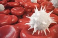 Red blood cells, leukocyte or white blood cells, are the cells of the immune system, infection. Medical concept of human