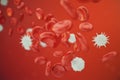 Red blood cells, leukocyte or white blood cells, are the cells of the immune system, infection. Medical concept of human