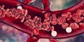 Red blood cells and leukocytes, cross-section of a blood vessel Royalty Free Stock Photo