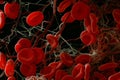 red blood cells move within blood vessels