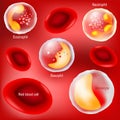 Red blood cells and white blood cells on red background Royalty Free Stock Photo