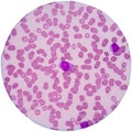 Red blood cells