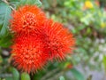 Red Blood lily , Haemanthus multiflorus Tratt. Martyn. Royalty Free Stock Photo