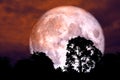 red blood moon back silhouette tree night red sky Royalty Free Stock Photo