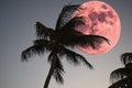 Red blood moon behind a palm tree