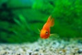 Red Blood Parrot Cichlid in aquarium plant green background. Funny orange colourful fish - hobby concept Royalty Free Stock Photo