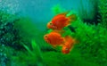 Red Blood Parrot Cichlid in aquarium plant green background. Funny orange colourful fish - hobby concept Royalty Free Stock Photo