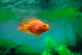 Red Blood Parrot Cichlid in aquarium plant green background. Goldfish, funny orange colorful fish - hobby concept Royalty Free Stock Photo