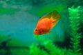 Red Blood Parrot Cichlid in aquarium plant green background. Goldfish, funny orange colorful fish - hobby concept Royalty Free Stock Photo