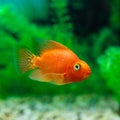 Red Blood Parrot Cichlid in aquarium plant green background. Goldfish, funny orange colorful fish - hobby concept Royalty Free Stock Photo