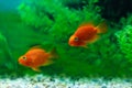 Red Blood Parrot Cichlid in aquarium plant green background. Goldfish, funny orange colorful fish - hobby concept Royalty Free Stock Photo