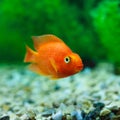 Red Blood Parrot Cichlid in aquarium plant green background. Goldfish, funny orange colorful fish - hobby concept Royalty Free Stock Photo