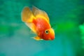 Red Blood Parrot Cichlid in aquarium plant green background. Goldfish, funny orange colorful fish - hobby concept Royalty Free Stock Photo