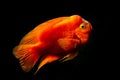 Red blood parrot cichlid are swimming in fish tank Royalty Free Stock Photo