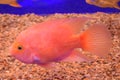 Red blood parrot cichlid are swimming in fish tank. it is a freshwater fish hybrid of the midas and the redhead cichlid. Royalty Free Stock Photo