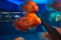 Red blood parrot fishes at aquarium water tank. freshwater fish pets