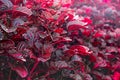 Red Bloodleaf Ornamental Plant. Red Leaves of Iresine herbstii