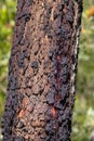 Red Bloodwood Tree Royalty Free Stock Photo