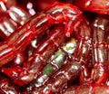 Red bloodworm worms as a background Royalty Free Stock Photo