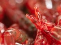 Red bloodworm worms as a background Royalty Free Stock Photo