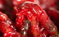 Red bloodworm worms as a background Royalty Free Stock Photo