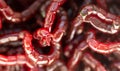 Red bloodworm worms as a background Royalty Free Stock Photo