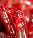 Red bloodworm worms as a background Royalty Free Stock Photo