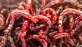 Red bloodworm worms as a background Royalty Free Stock Photo