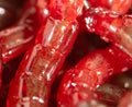 Red bloodworm worms as a background Royalty Free Stock Photo