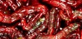 Red bloodworm worms as a background Royalty Free Stock Photo