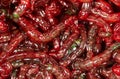 Red bloodworm worms as a background Royalty Free Stock Photo
