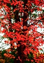 red bloody autumn tracsh tree