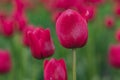 Red bloomed tulips blosso;