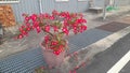 Red blooming adenium bonsai planted in a pot